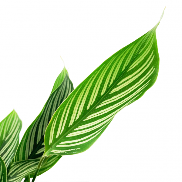 Calathea Elliptica Vittata - Image 2