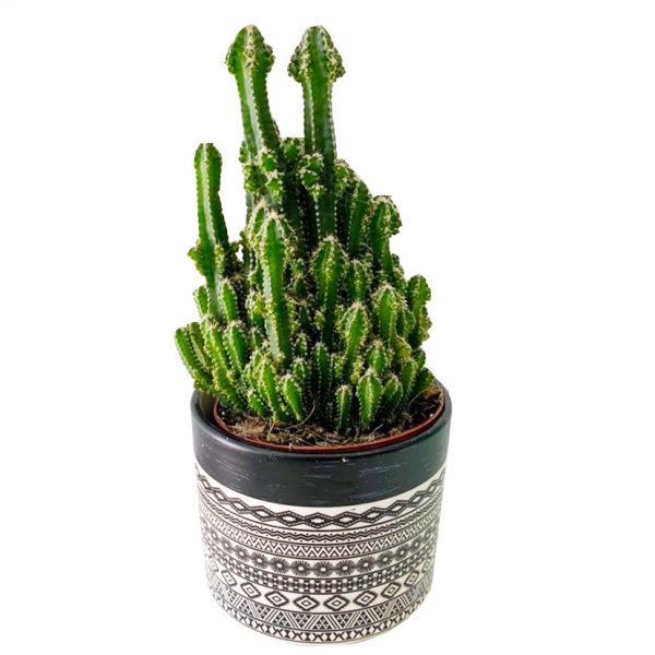 Sand Castle Cactus in a Pot