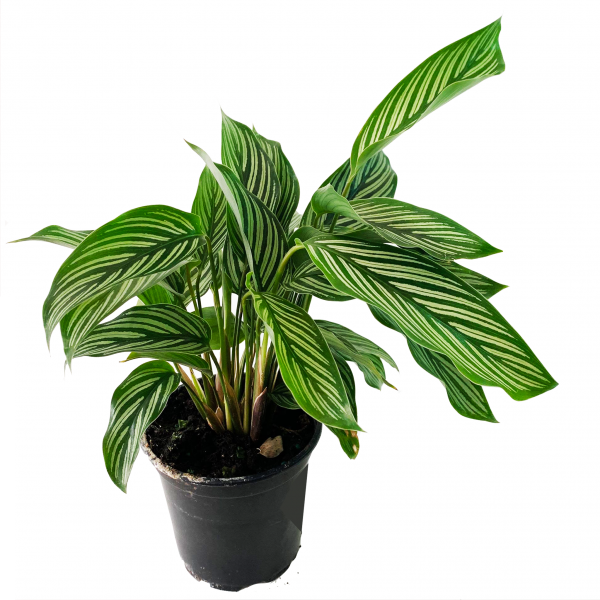 Calathea Elliptica Vittata