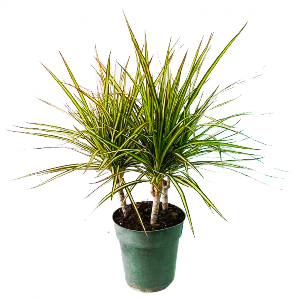 Dracaena Marginata Kiwi