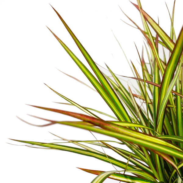 Dracaena Marginata Kiwi - Image 2