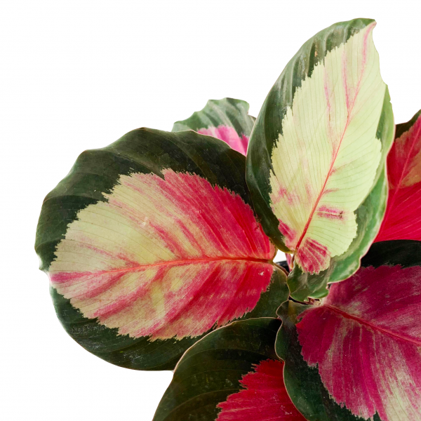 Calathea Pink - Image 2