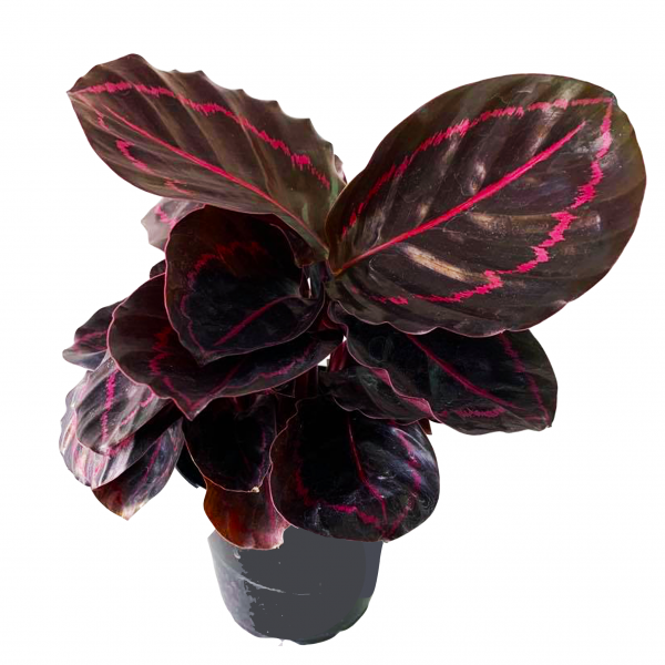 Calathea Dottie