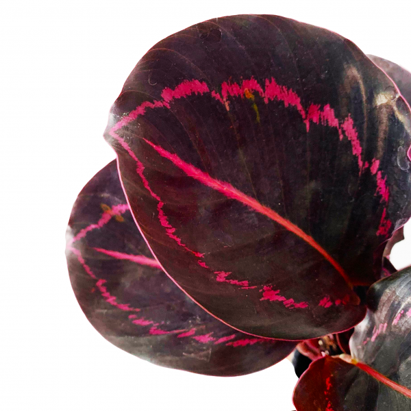 Calathea Dottie - Image 2