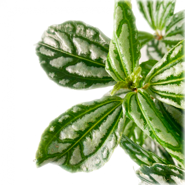 Pilea Aluminum Plant - Image 2