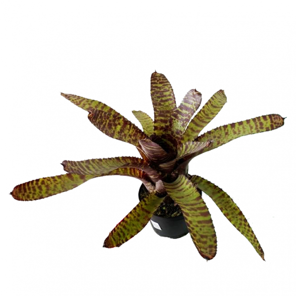 Bromeliad Tiger