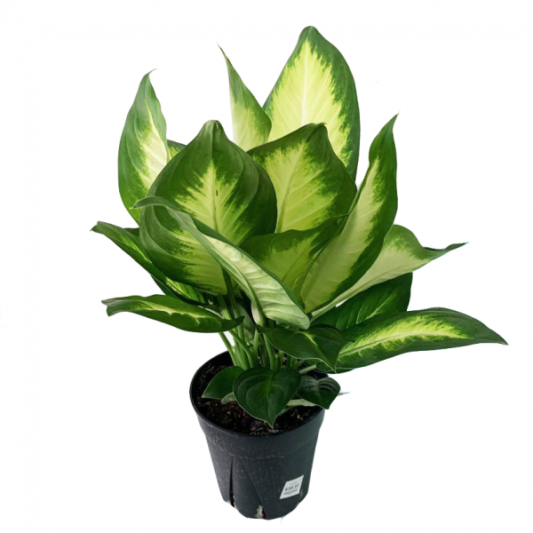 Dieffenbachia Dumb Cane