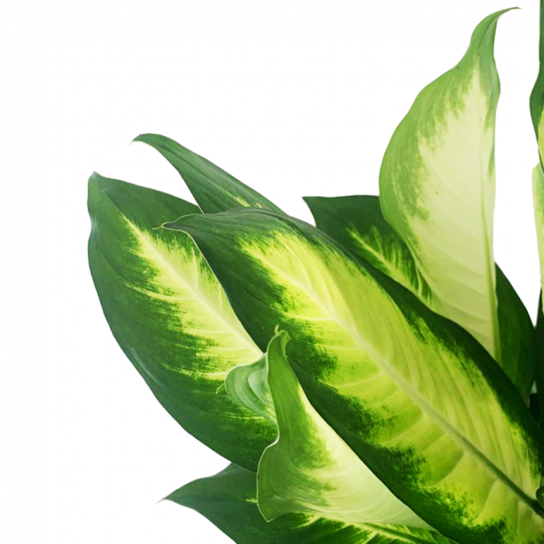 Dieffenbachia Dumb Cane - Image 2