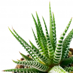 Haworthia in Benito Pot - Image 2