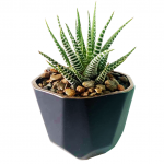 Haworthia in Benito Pot