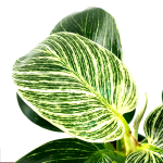 Philodendron Birkin - Image 3