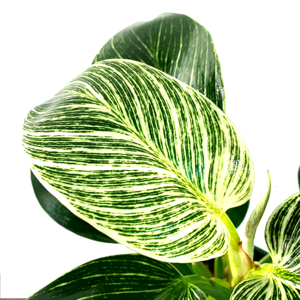 Philodendron Birkin - Image 3
