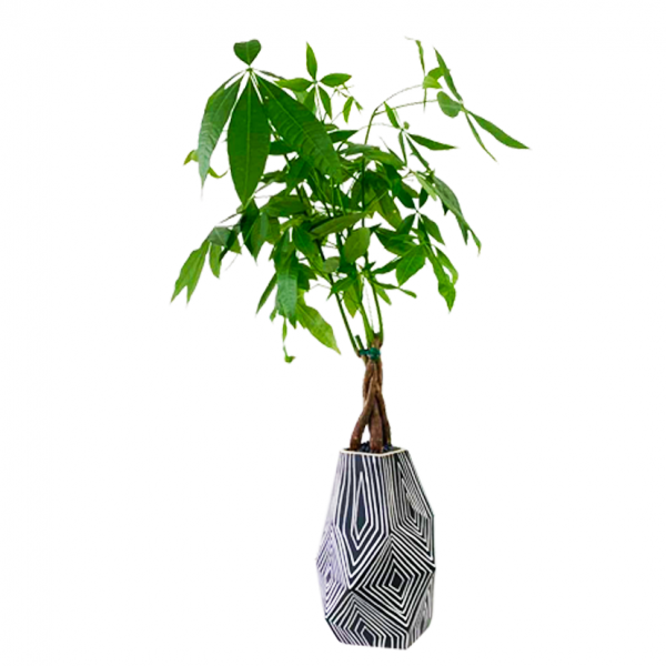 Money Tree in Astro