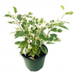 Variegated Ficus 6"