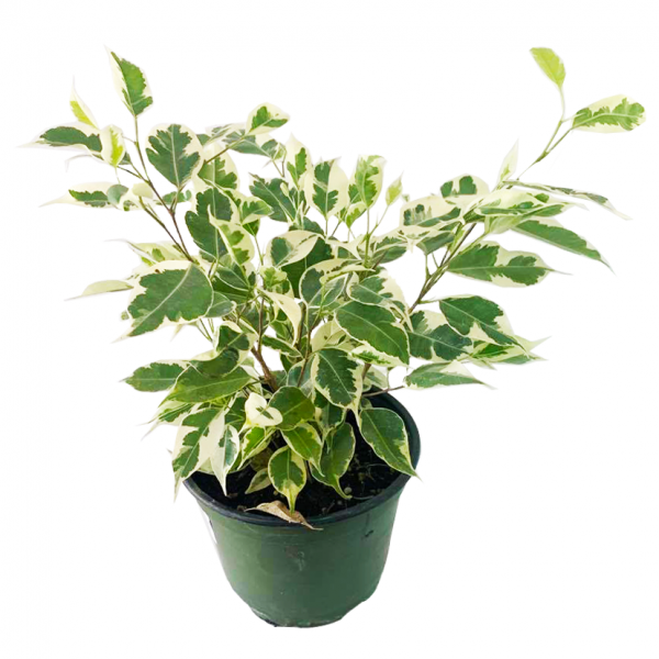 Variegated Ficus 6"