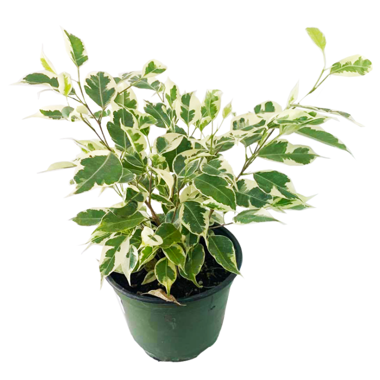 Variegated Ficus 6