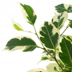 Variegated Ficus 6" - Image 2