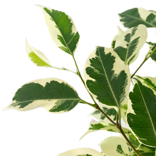 Variegated Ficus 6" - Image 2