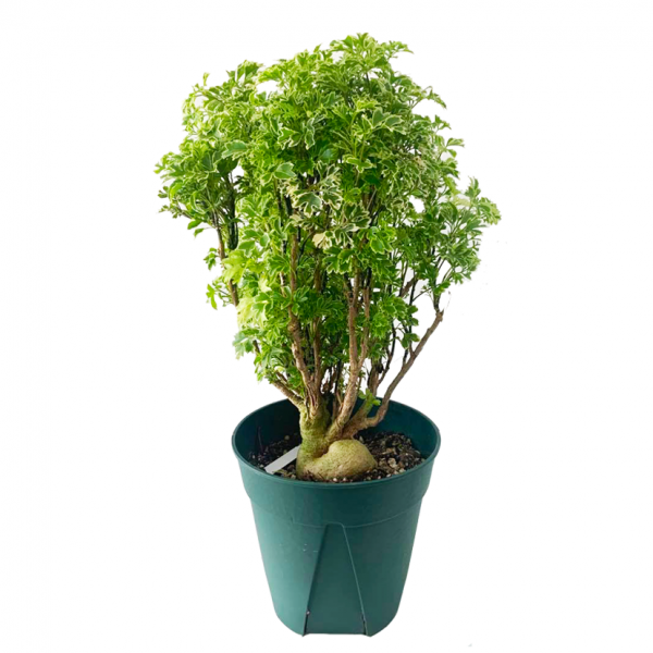 Aralia Ming