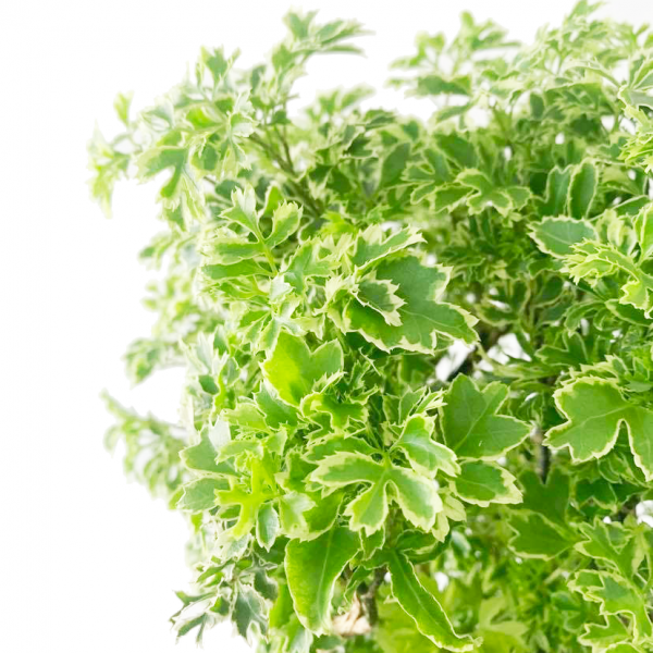 Aralia Ming - Image 3