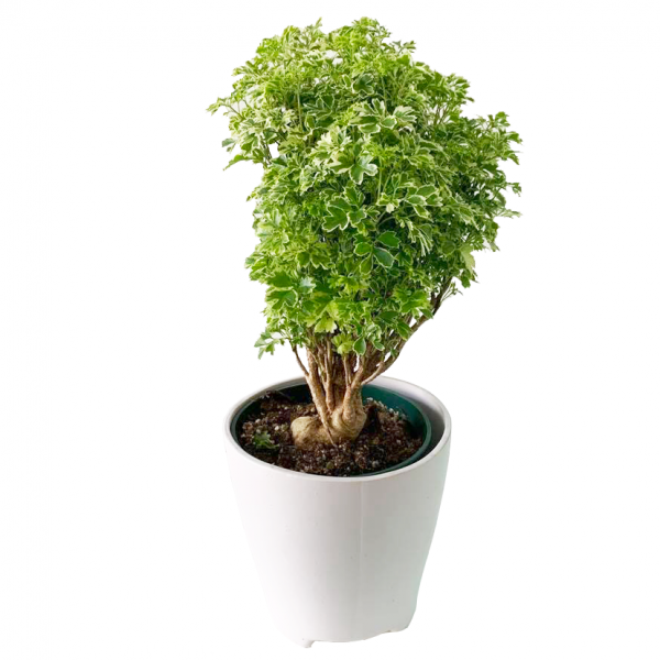 Aralia Ming - Image 2