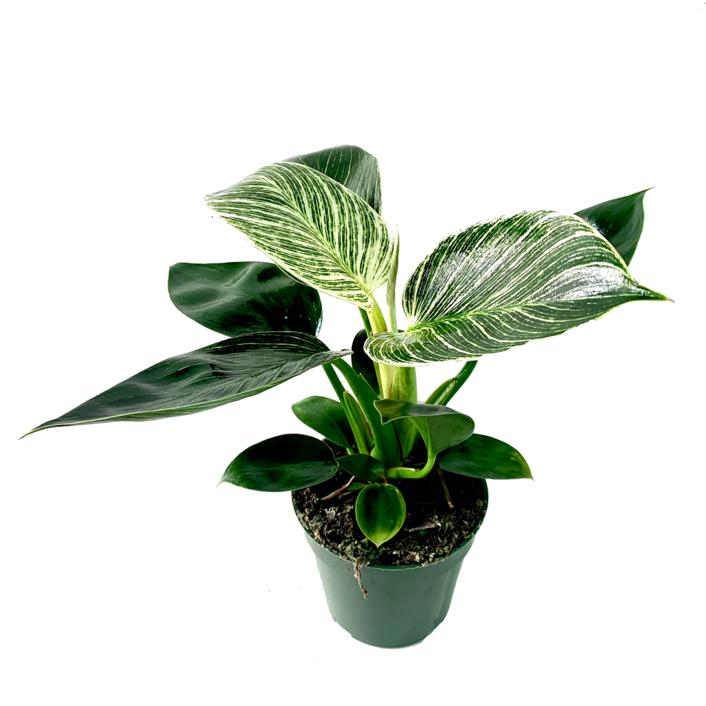 Philodendron Birkin - MICRO PLANT STUDIO