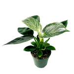 Philodendron Birkin