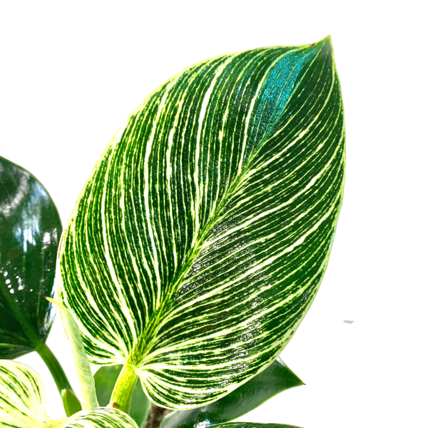 Philodendron Birkin - Image 4