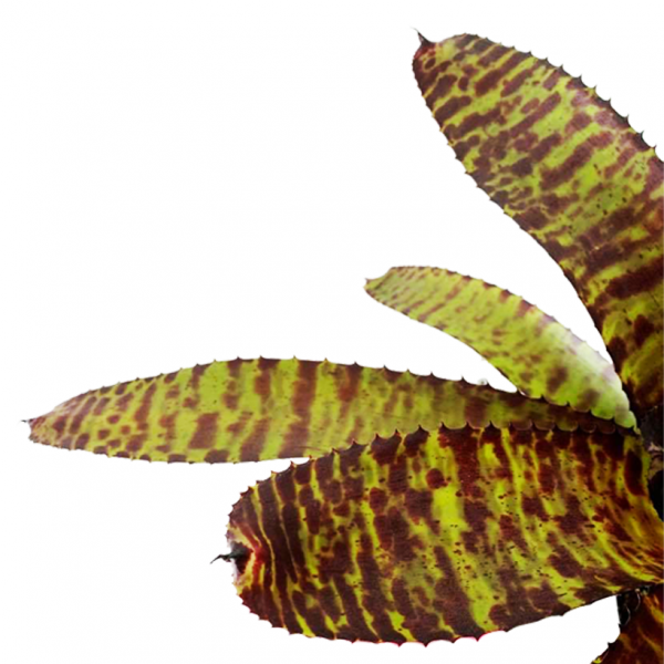 Bromeliad Tiger - Image 2