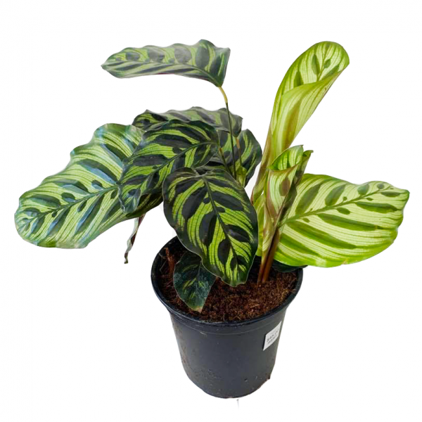 Calathea Makoyana, Peacock