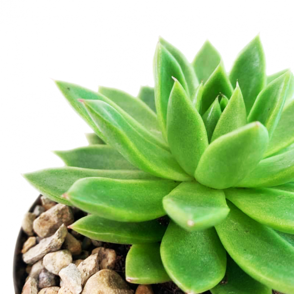Succulent in Qdoba Pot - Image 2