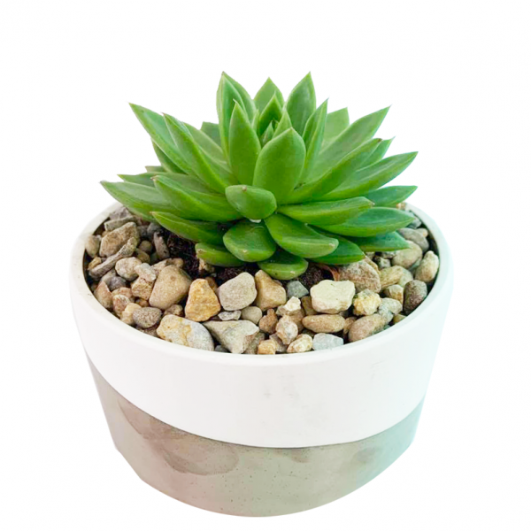 Succulent in Qdoba Pot