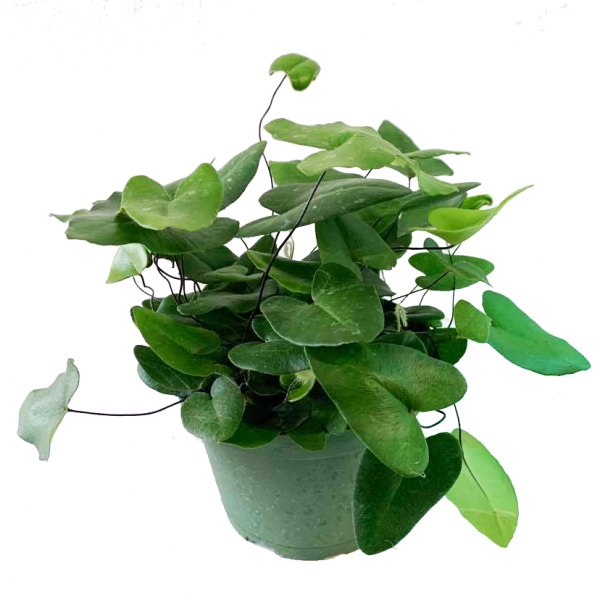 Hearts Fern / Hemionitis Arifolia