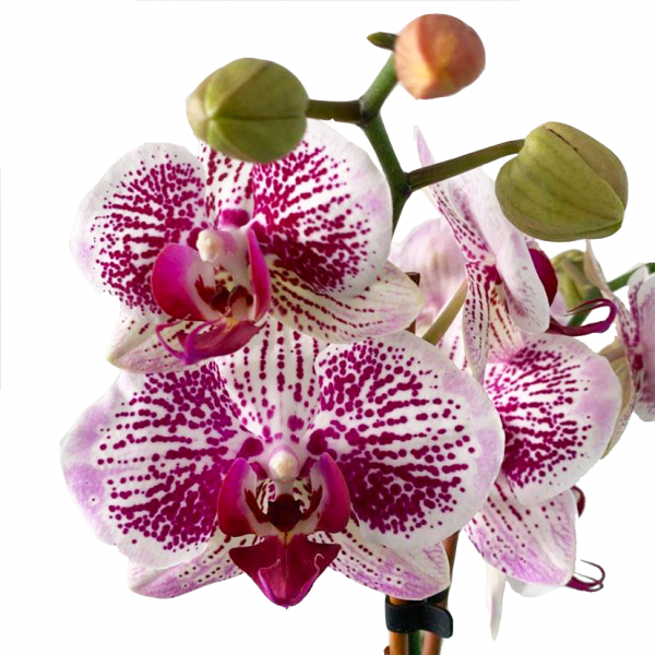 Orchid 06 - Image 2
