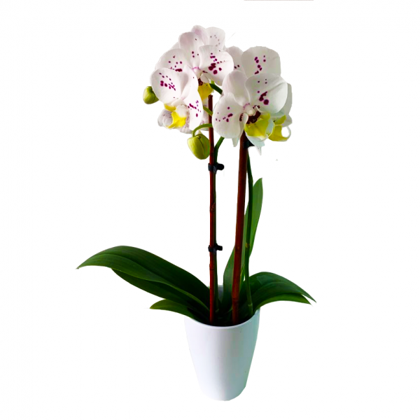 Orchid 07