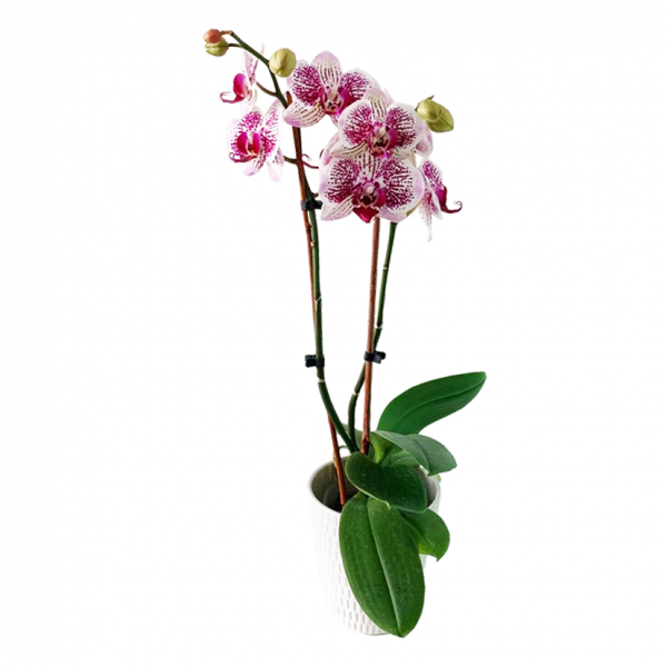 Orchid 06