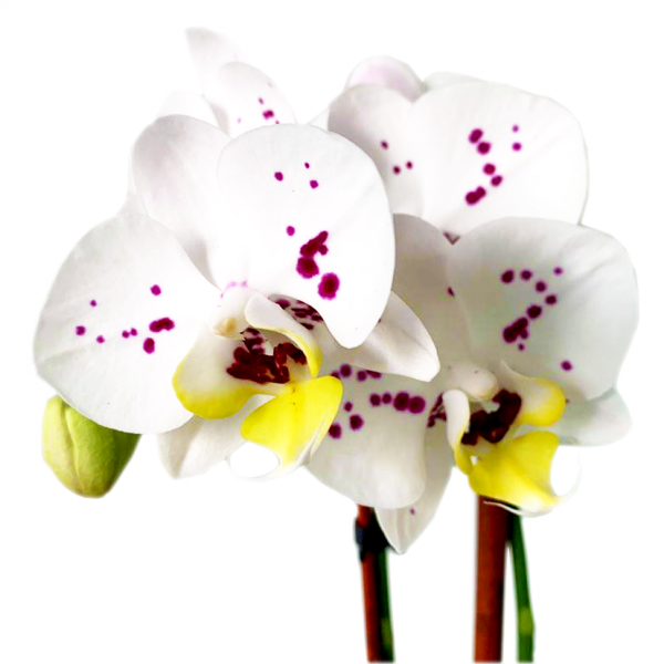 Orchid 07 - Image 2