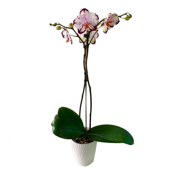 Orchid 08