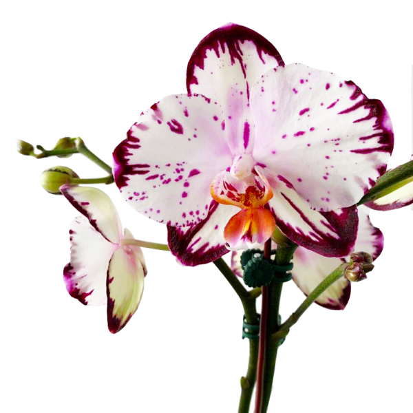 Orchid 08 - Image 2