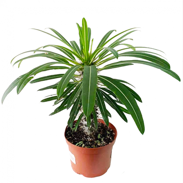 Pachypodium lamerei, Madagascar Palm Cactus