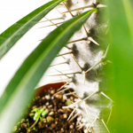 Pachypodium lamerei, Madagascar Palm Cactus - Image 2