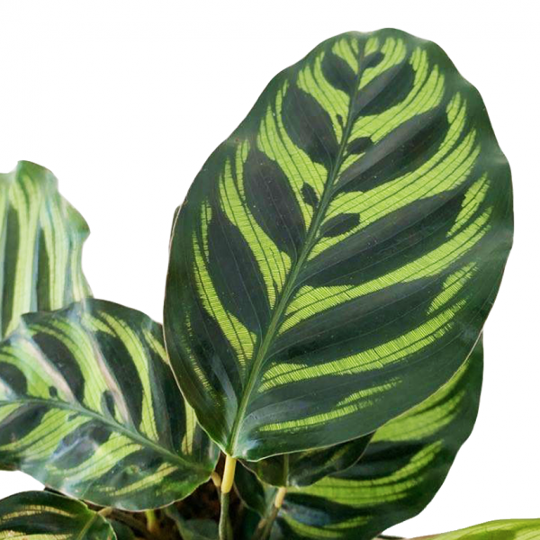 Calathea Makoyana, Peacock - Image 2