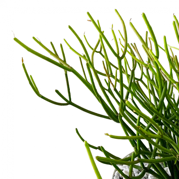 Pencil Cactus in Bowl - Image 2