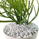 Pencil Cactus in Bowl - Image 3