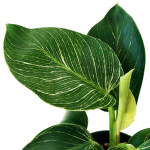 Philodendron Birkin - Image 2