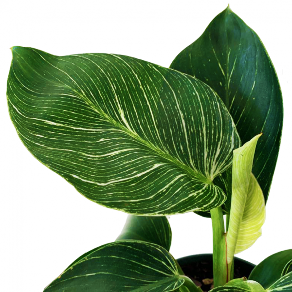 Philodendron Birkin - Image 2