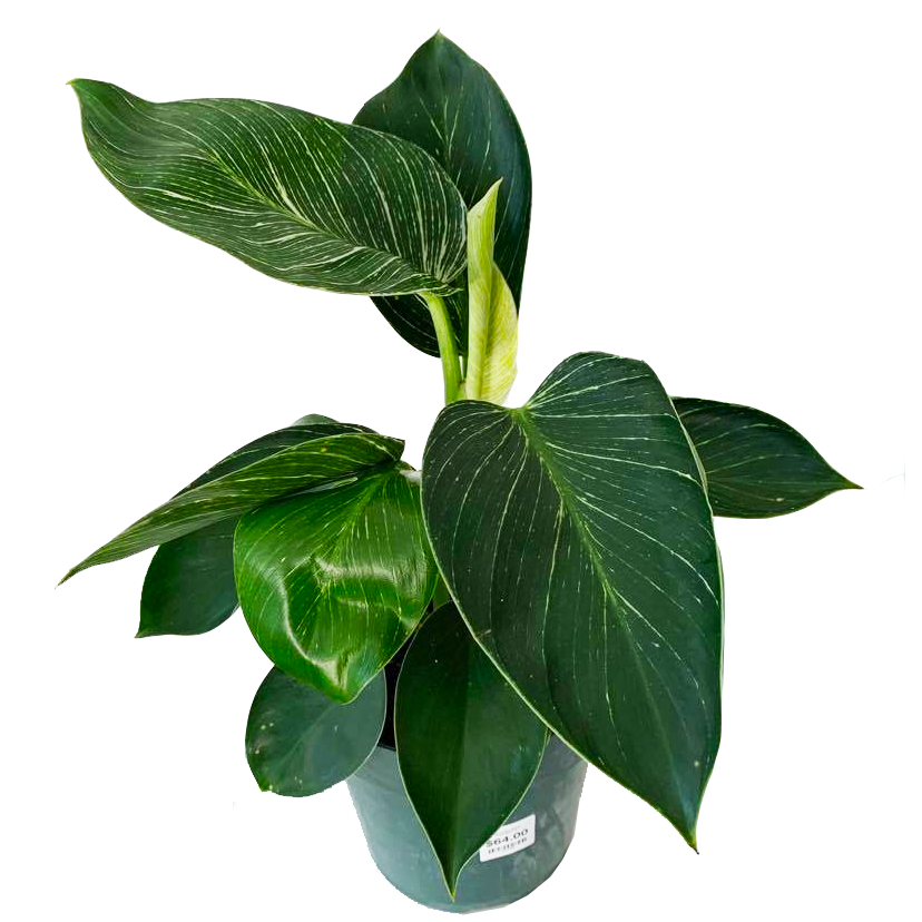 Philodendron Birkin MICRO PLANT STUDIO