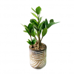 ZZ in Carmine Pot