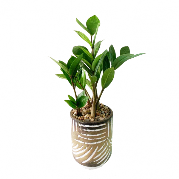 ZZ in Carmine Pot