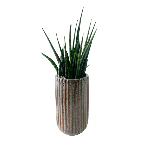 Cylinder Sansevieria in Habitat Pot